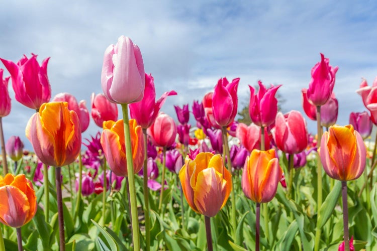 Hvor stammer den tætte forbindelse mellem tulipanen og Holland fra?